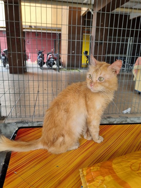 Omen - Domestic Long Hair Cat