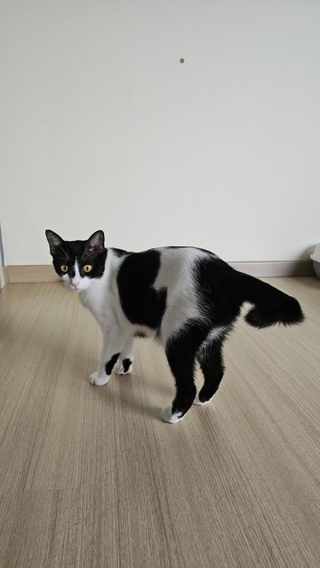 Moo Girl - Domestic Short Hair Cat