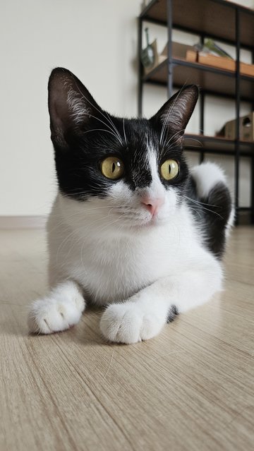 Moo Girl - Domestic Short Hair Cat