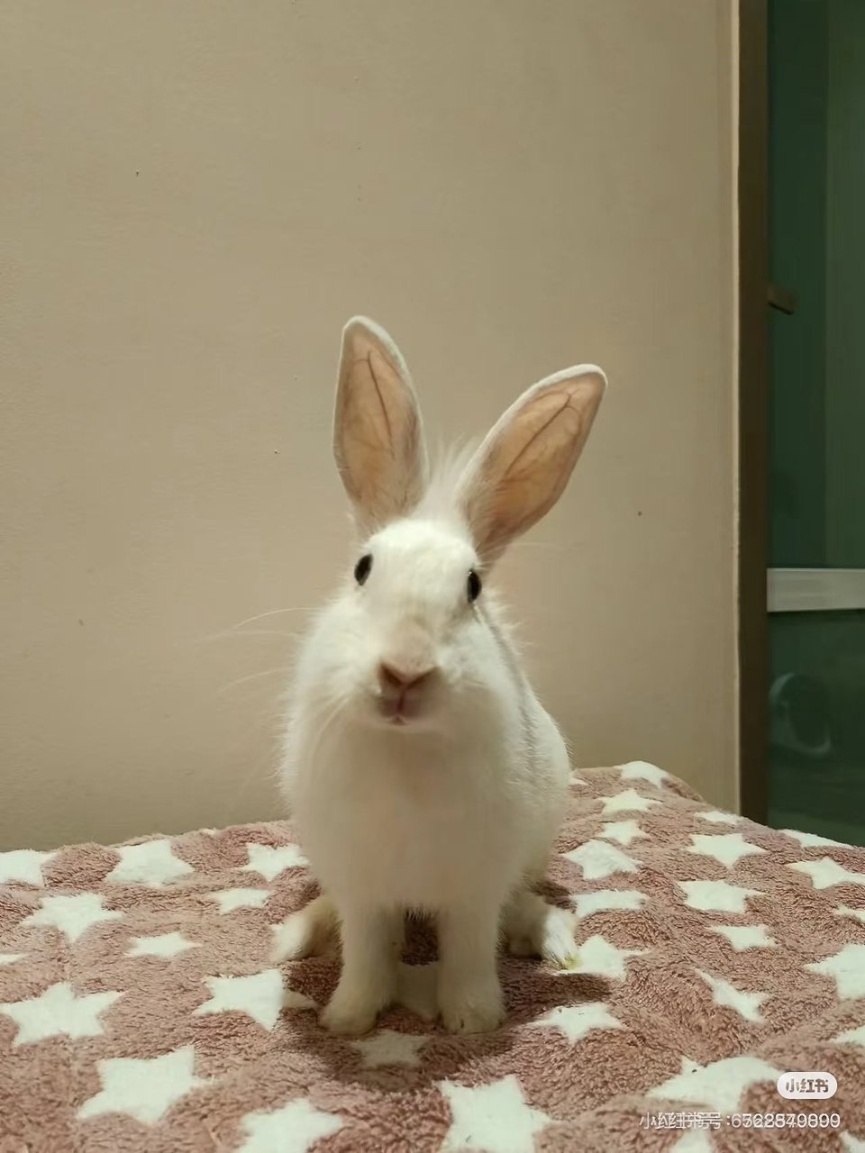 Mochi - Californian + Dwarf Rabbit