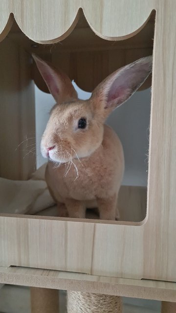 Bonnie (Bon Bon) - Mini Rex Rabbit