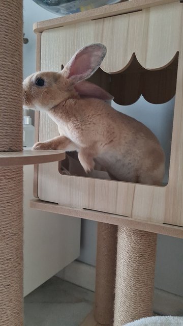 Bonnie (Bon Bon) - Mini Rex Rabbit