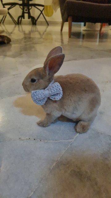 Bonnie (Bon Bon) - Mini Rex Rabbit