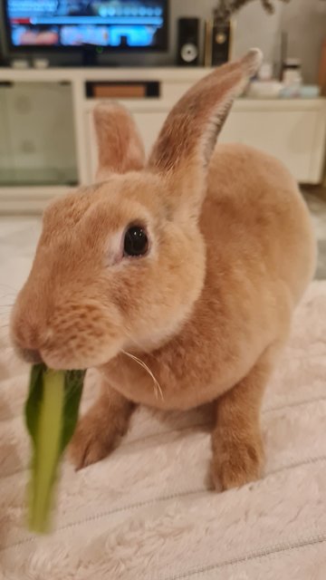 Bonnie (Bon Bon) - Mini Rex Rabbit