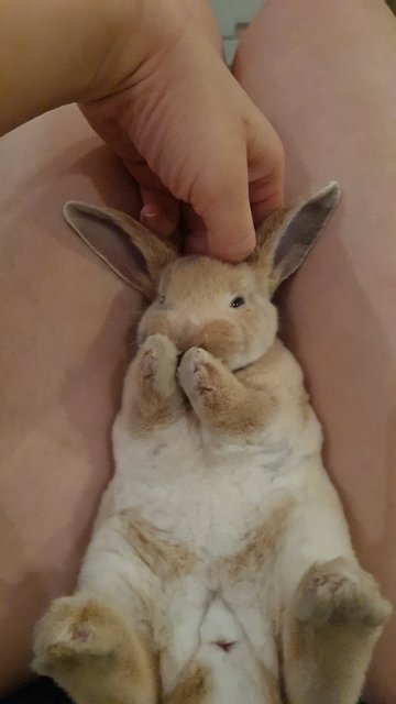 Bonnie (Bon Bon) - Mini Rex Rabbit