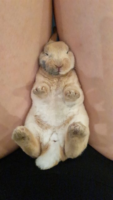 Bonnie (Bon Bon) - Mini Rex Rabbit