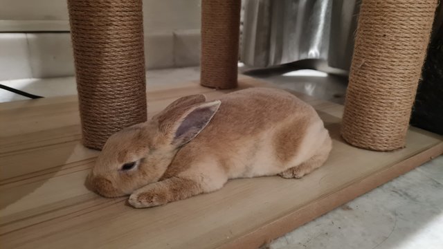 Bonnie (Bon Bon) - Mini Rex Rabbit