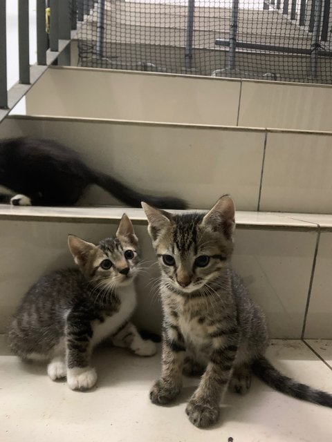 3 Tabby Siblings - Domestic Short Hair Cat