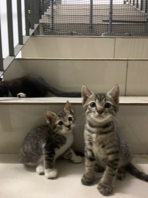 3 Tabby Siblings - Domestic Short Hair Cat