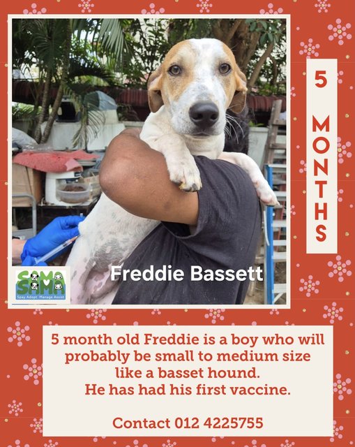 Freddie In Penang  - Mixed Breed Dog