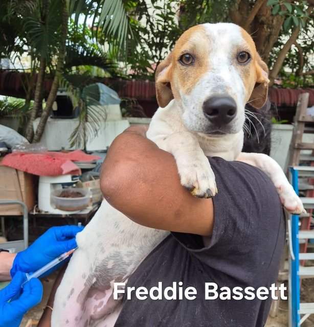 Freddie In Penang  - Mixed Breed Dog