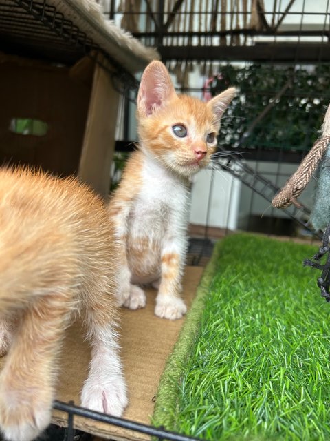 Oyen Bibis - Domestic Short Hair Cat