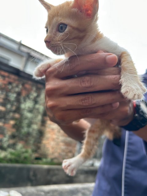 Oyen Bibis - Domestic Short Hair Cat