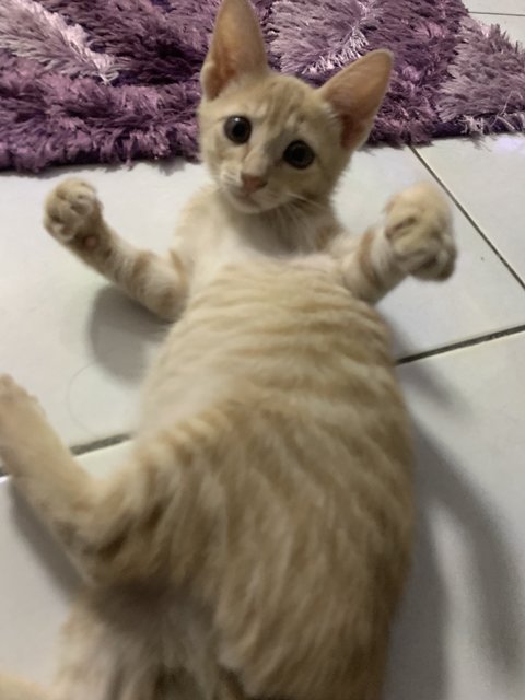 Momo - Domestic Short Hair Cat