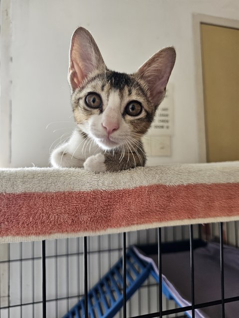 Binky - Domestic Short Hair + Tabby Cat