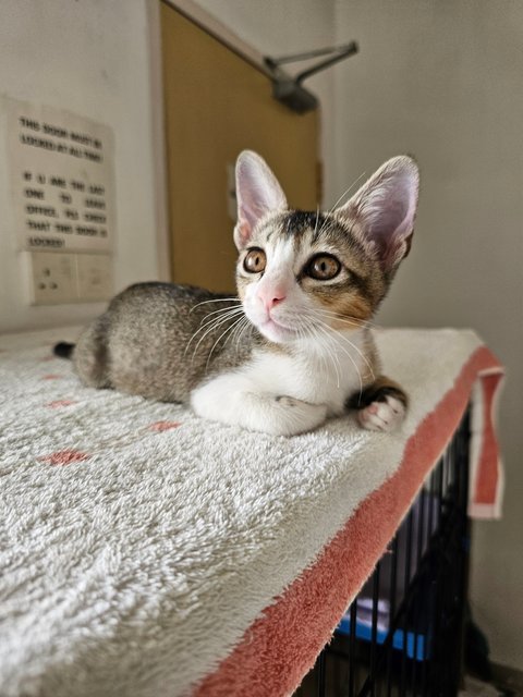 Binky - Domestic Short Hair + Tabby Cat