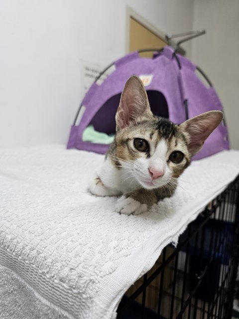 Binky - Domestic Short Hair + Tabby Cat