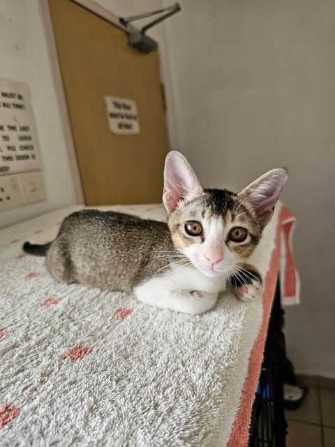 Binky - Domestic Short Hair + Tabby Cat