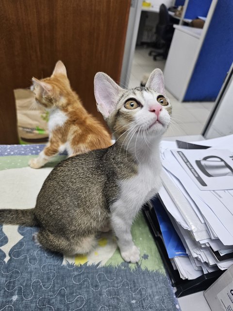 Binky - Domestic Short Hair + Tabby Cat