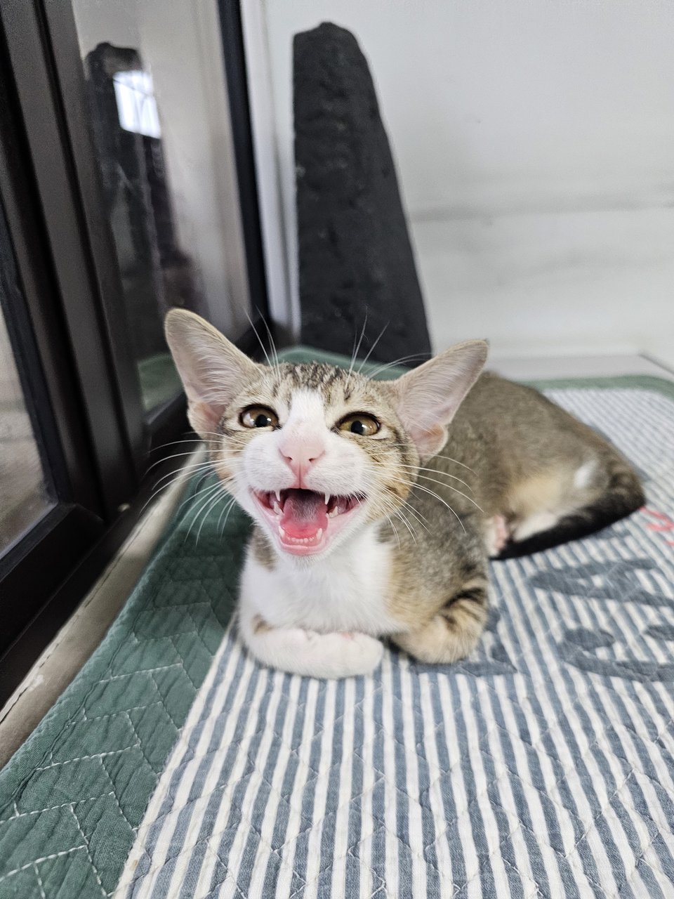 Binky - Domestic Short Hair + Tabby Cat