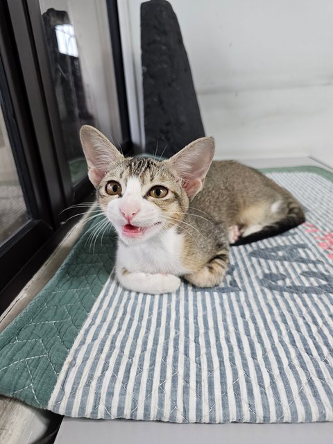 Binky - Domestic Short Hair + Tabby Cat