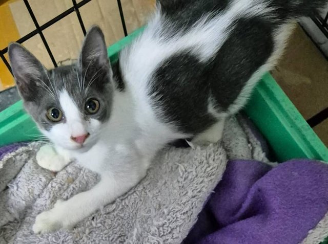 Joey- Longer Haired Baby Boy-in Penang  - Domestic Short Hair Cat