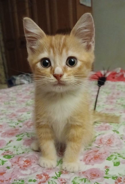 Ahboy - British Shorthair Cat