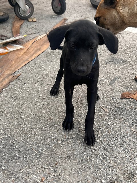 Xiao Hei - Mixed Breed Dog