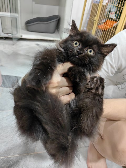 Batman - Persian Cat