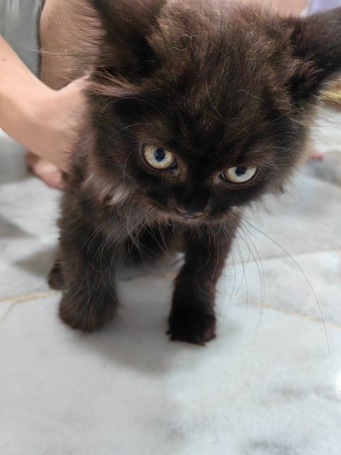 Batman - Persian Cat