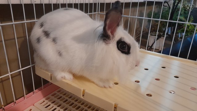 Million - Lionhead Rabbit