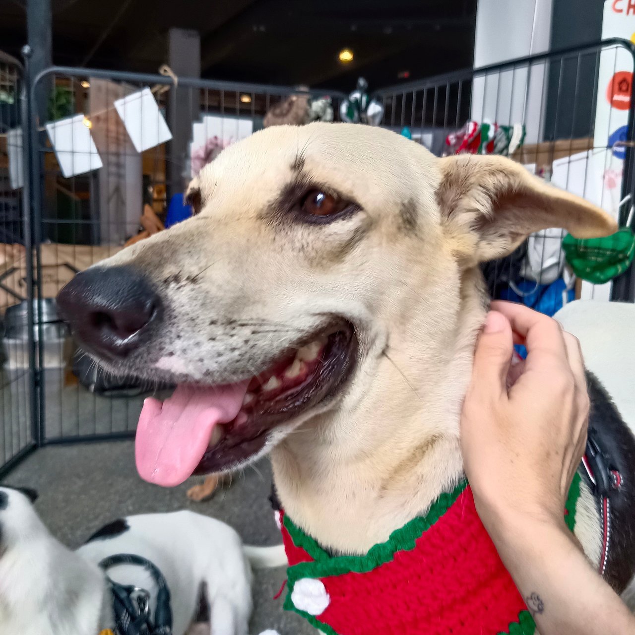 Vio - Labrador Retriever Mix Dog