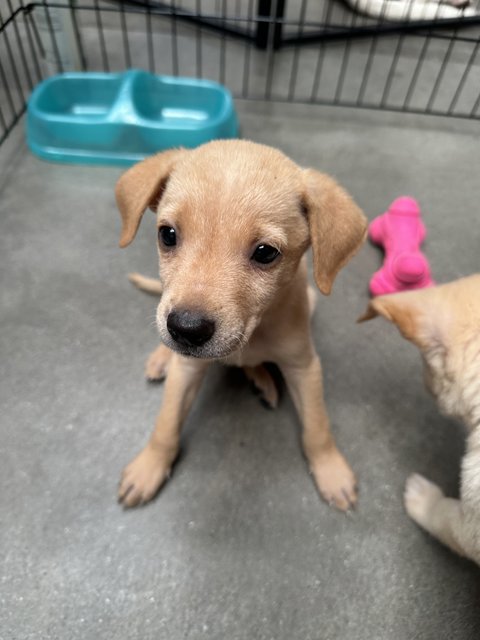 Arthur - Mixed Breed Dog