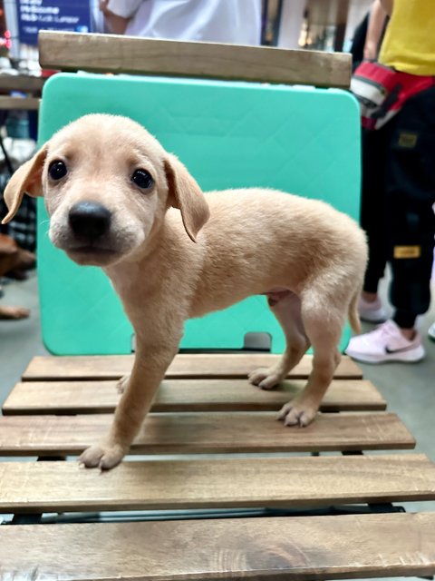 Arthur - Mixed Breed Dog