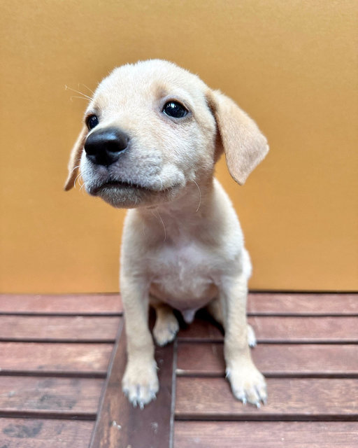 Arthur - Mixed Breed Dog