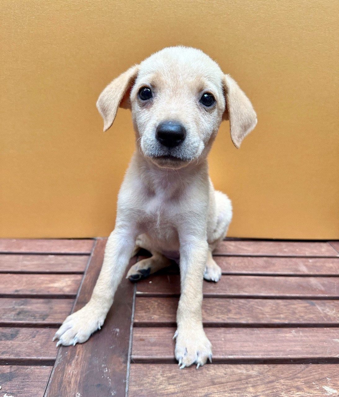 Arthur - Mixed Breed Dog