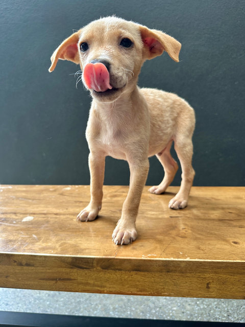 Arthur - Mixed Breed Dog