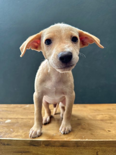 Arthur - Mixed Breed Dog