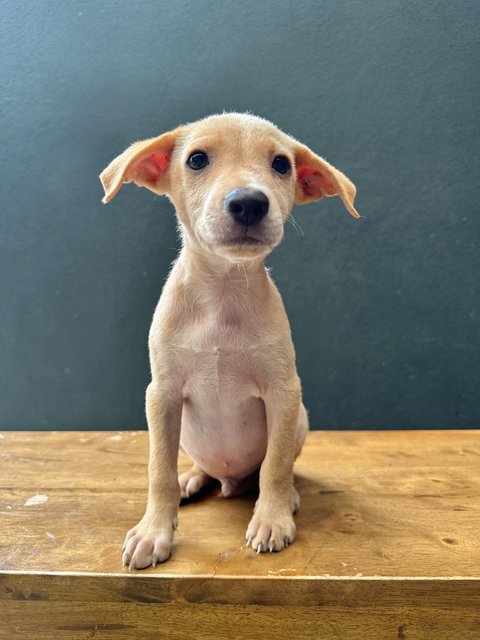 Arthur - Mixed Breed Dog