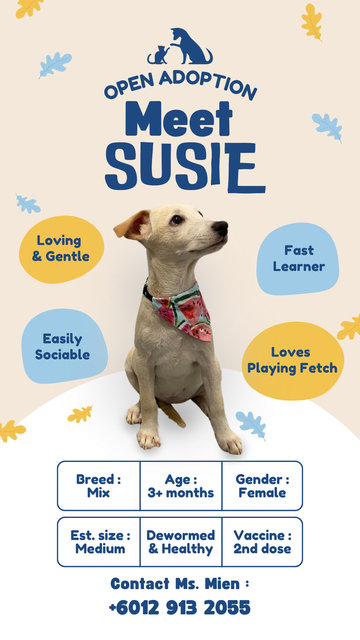 Susie - Mixed Breed Dog