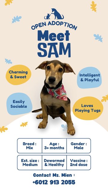 Sam - Mixed Breed Dog