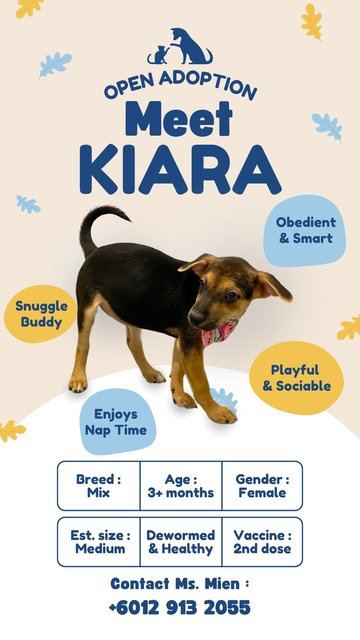 Kiara - Mixed Breed Dog