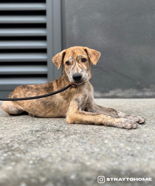 Moxie - Mixed Breed Dog