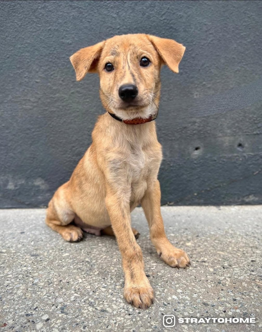 Jasper - Mixed Breed Dog