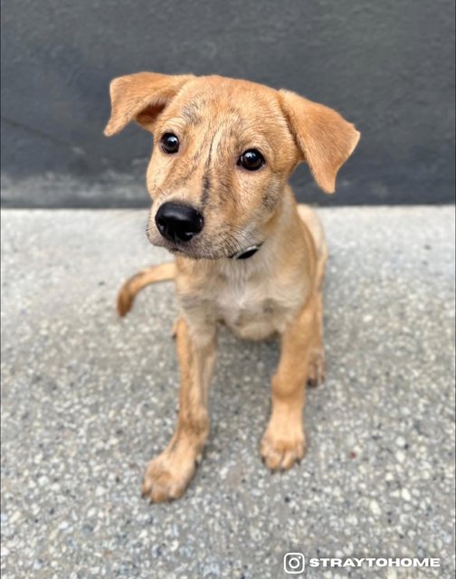 Jasper - Mixed Breed Dog