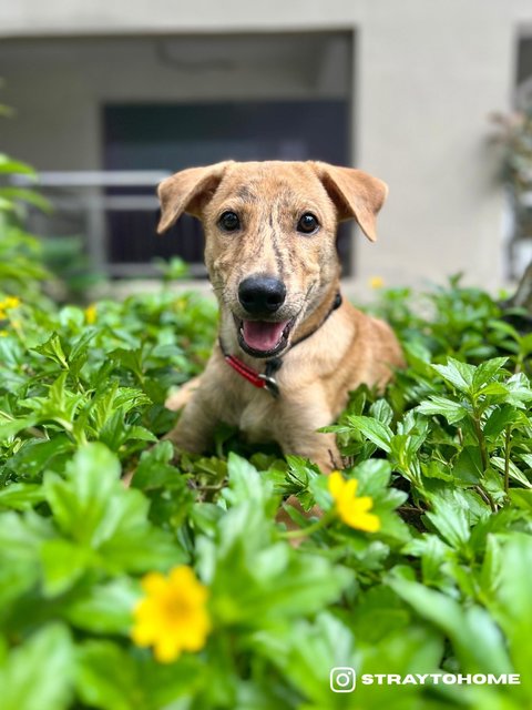 Jasper - Mixed Breed Dog