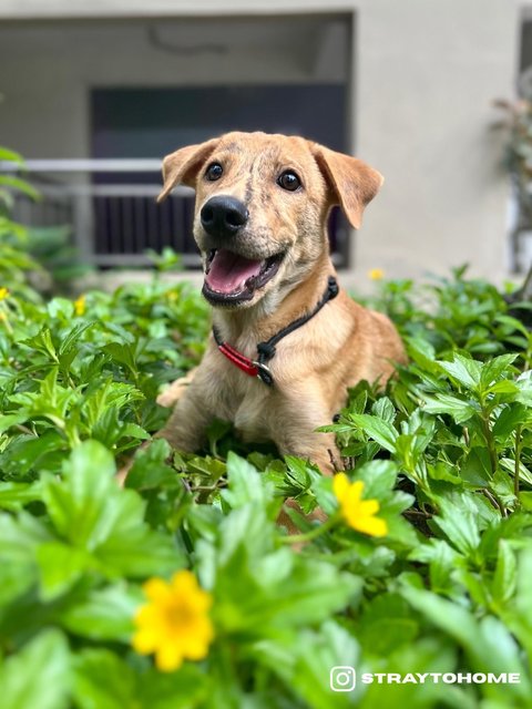 Jasper - Mixed Breed Dog