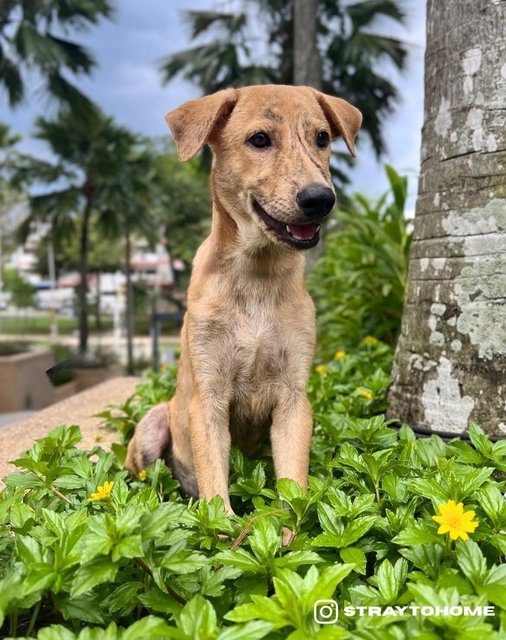 Jasper - Mixed Breed Dog