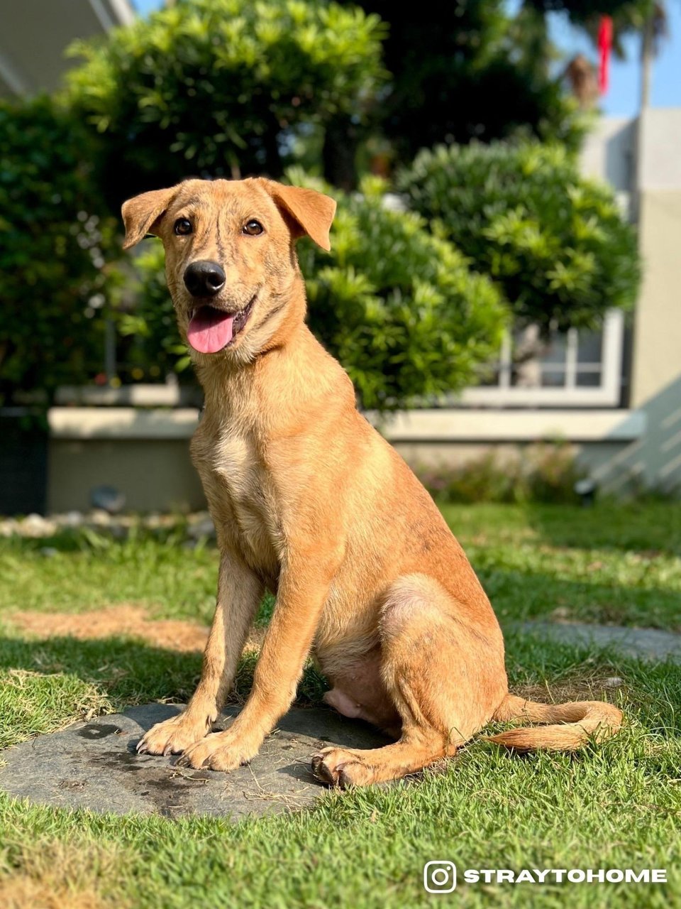 Jasper - Mixed Breed Dog