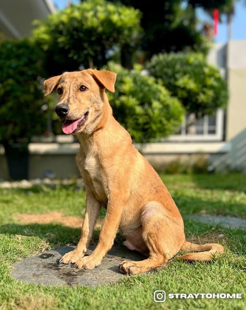 Jasper - Mixed Breed Dog